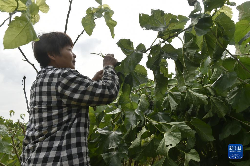 手机信息验证送38彩金